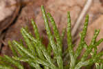 Fan clubmoss